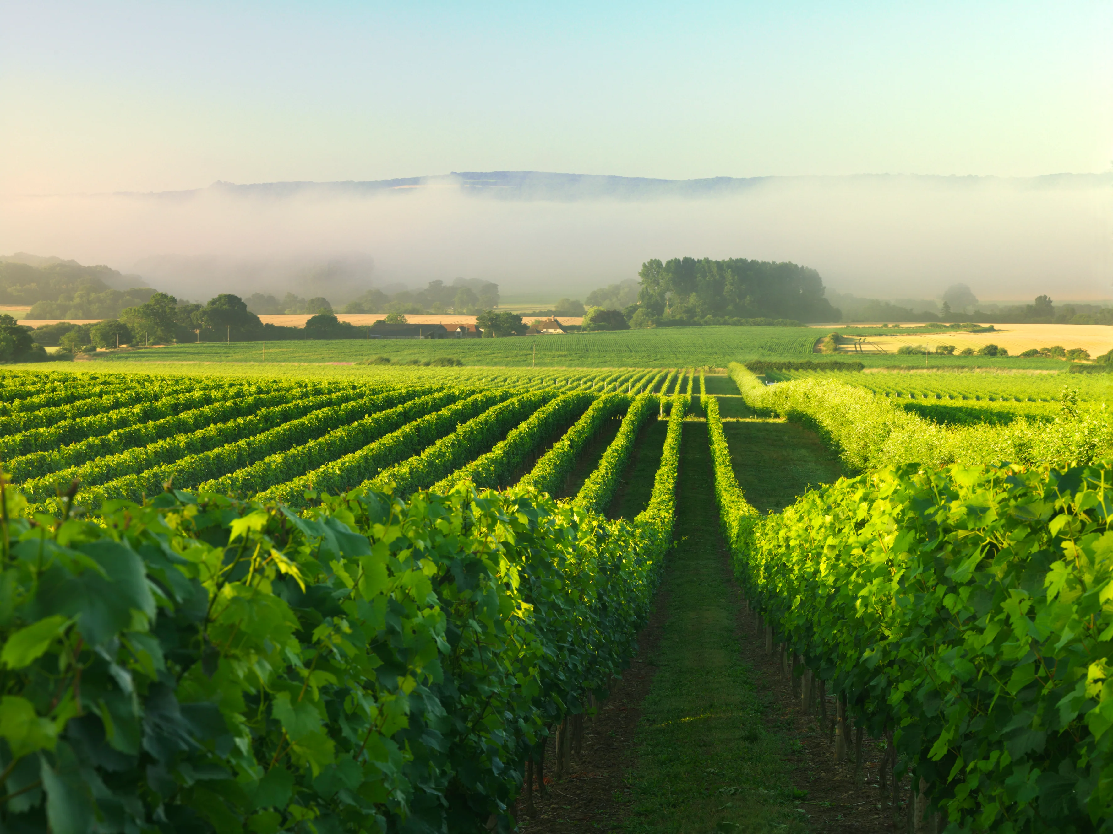 Nyetimber-vineyards.jpeg Nyetimber-vineyards.jpeg