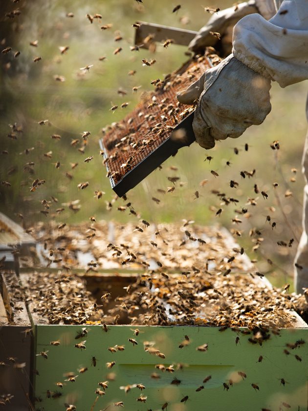 Photo of the hands of a bee keeper obtaining a section of honeycomb from a hive while thousands of honey bees buzz around them
