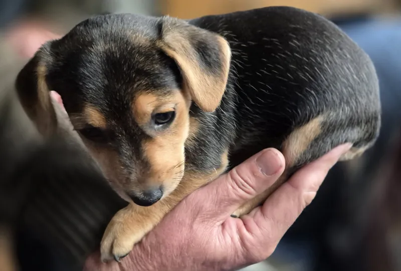 Not a tiny brand but our tiny but feisty Jack Russell Puppy - couldn’t resist